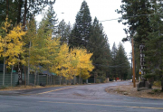pineland